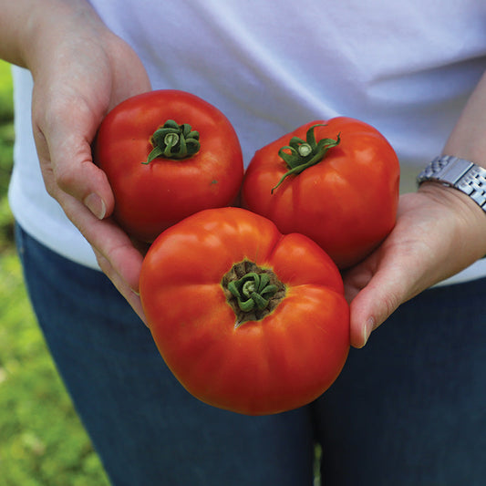 Tomato Amelia VR F1 Seed