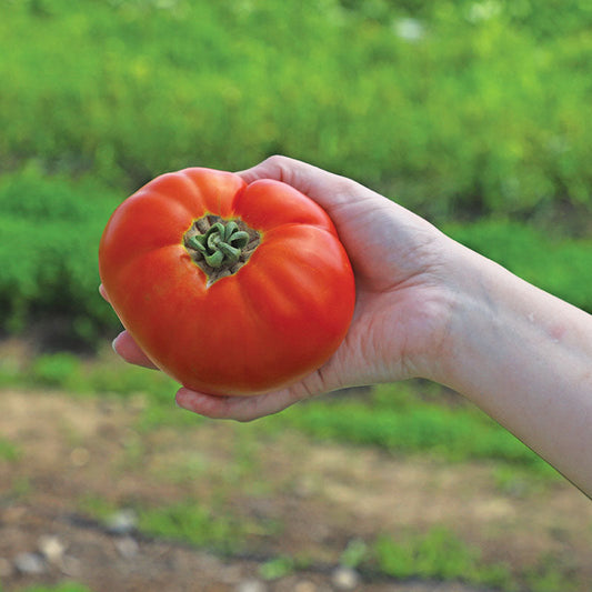 Tomato Amelia VR F1 Seed