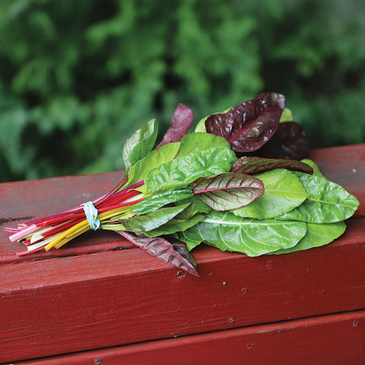 Swiss Chard Northern Lights Mix Seed