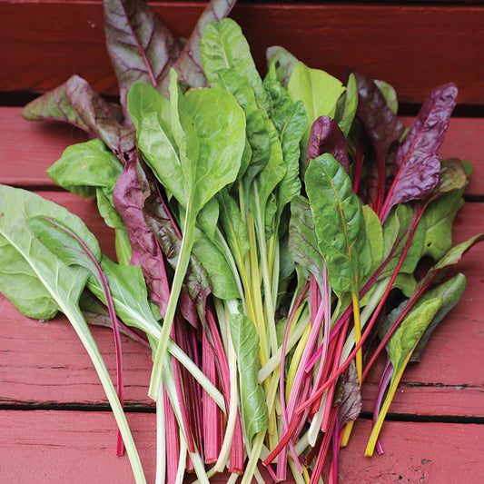 Swiss Chard Northern Lights Mix Seed