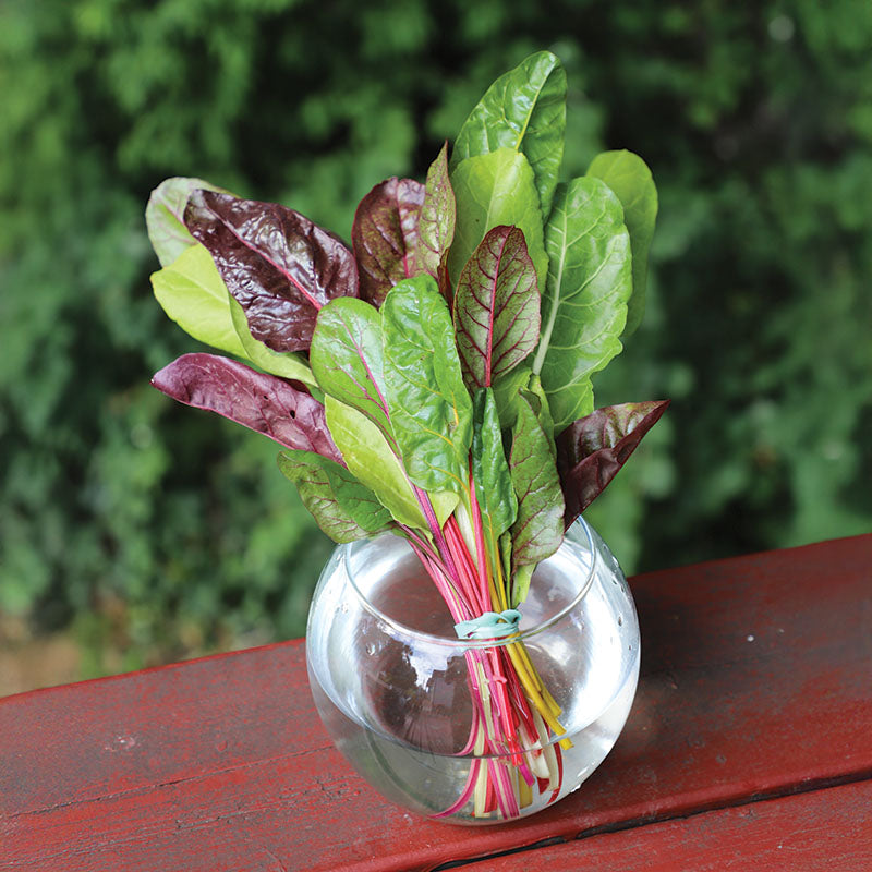 Swiss Chard Northern Lights Mix Seed