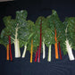 Swiss Chard Northern Lights Mix Seed