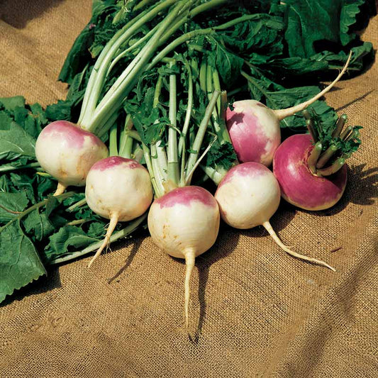 Turnip Purple Top White Globe Seed