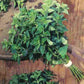 Oregano Vulgare Seed