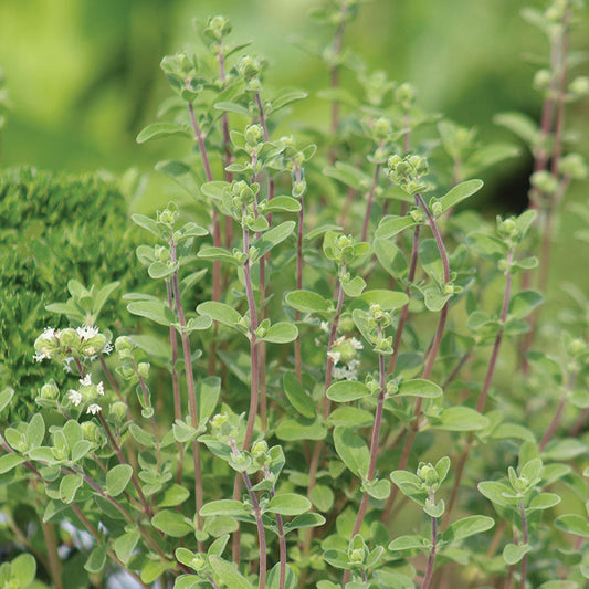 Marjoram Sweet Seed