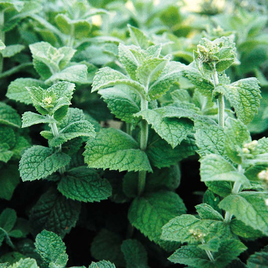Peppermint Mentha Seed