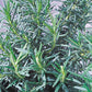 Rosemary Seed