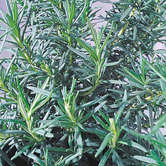 Rosemary Seed
