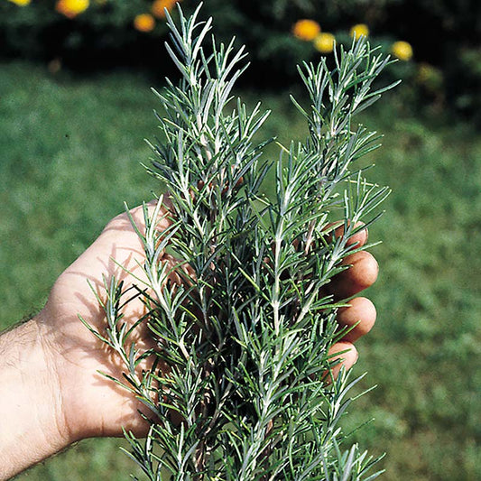 Rosemary Seed