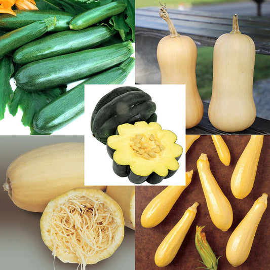 Squash Seed Collection - All Season Seed