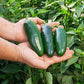 Pepper Seed Collection - Hot Peppers Seed