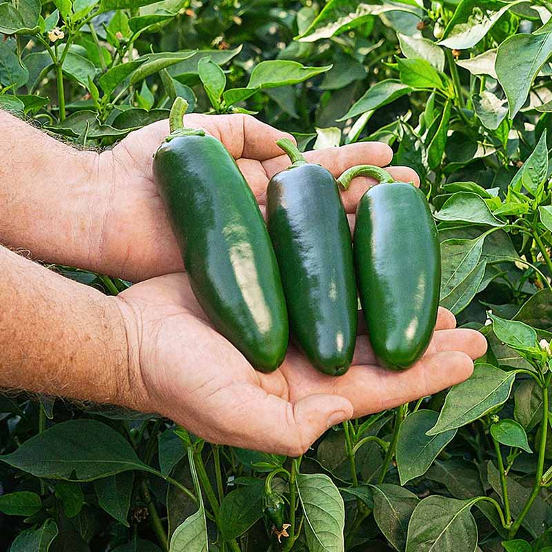 Pepper Seed Collection - Hot Peppers Seed