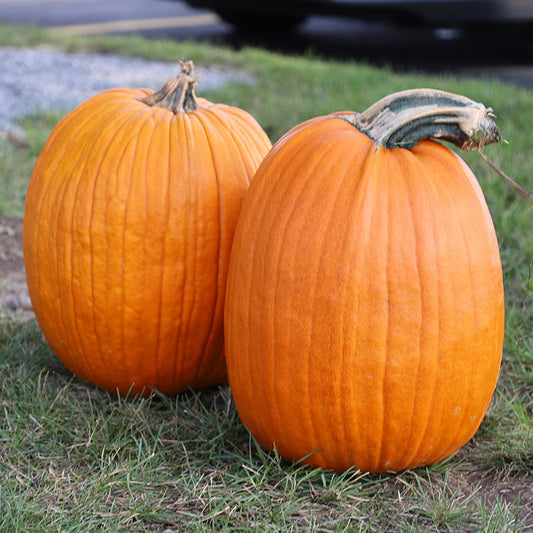 Pumpkin Patch Seed Collection