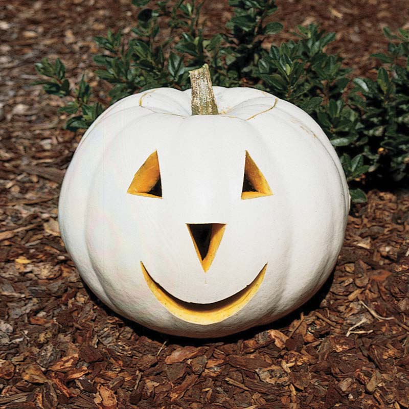 Pumpkin Patch Seed Collection