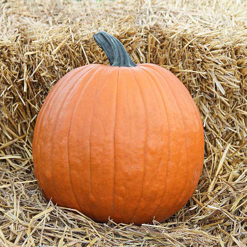 Pumpkin Patch Seed Collection