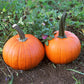 Pumpkin Patch Seed Collection
