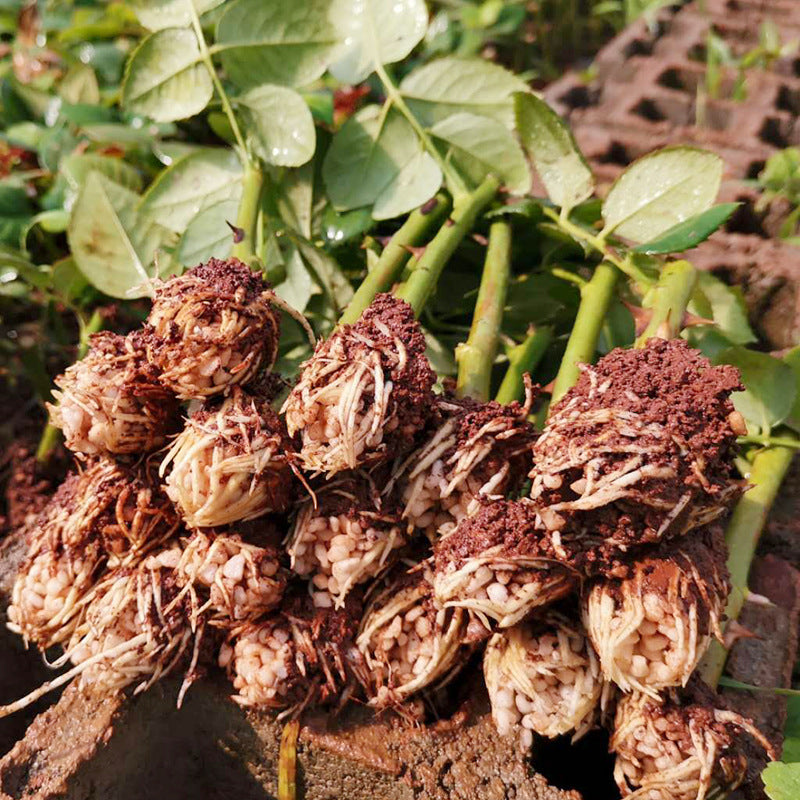 Red and Yellow Rose Seedlings Flower Seeds Perennial Growing Bonsai Corms Tubers Potted Planting Reblooming Fragrant Garden Roots Rhizomes Species Blooms Plant Bulbs Gardening Tree