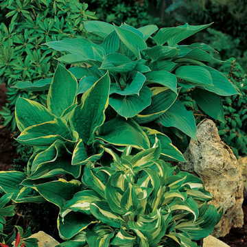 American Crosses Mix Hosta Seeds