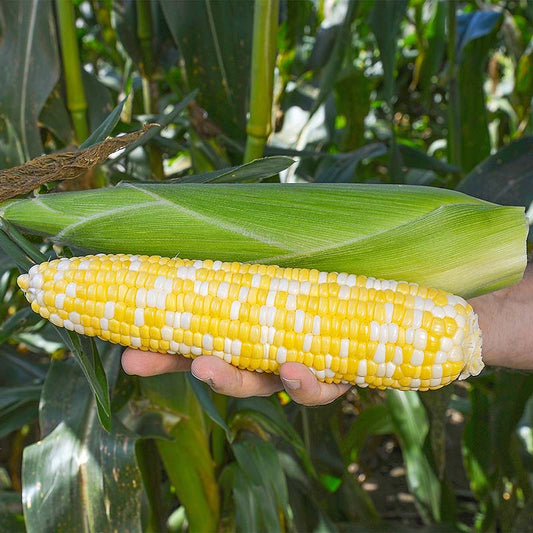 Sweet Corn Montauk F1 Seed