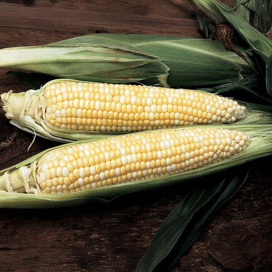Sweet Corn Precious Gem F1 Seed