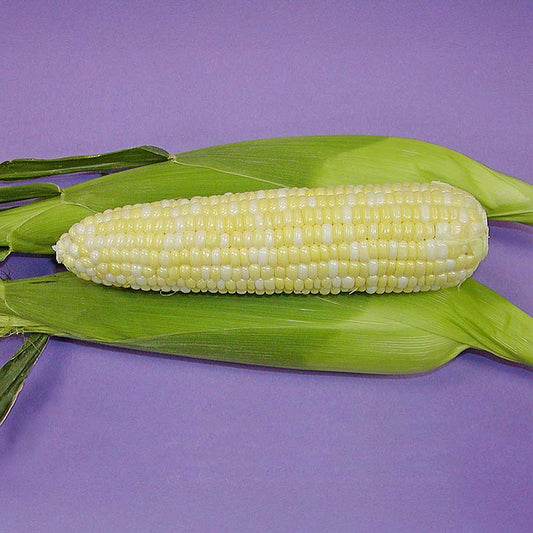 Sweet Corn Precious Gem F1 Seed