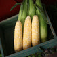 Sweet Corn Delectable F1 Seed