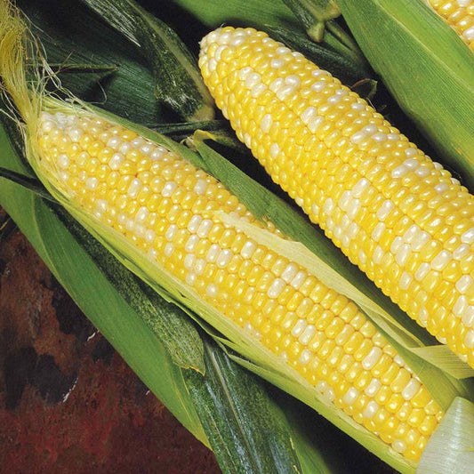 Sweet Corn Delectable F1 Seed