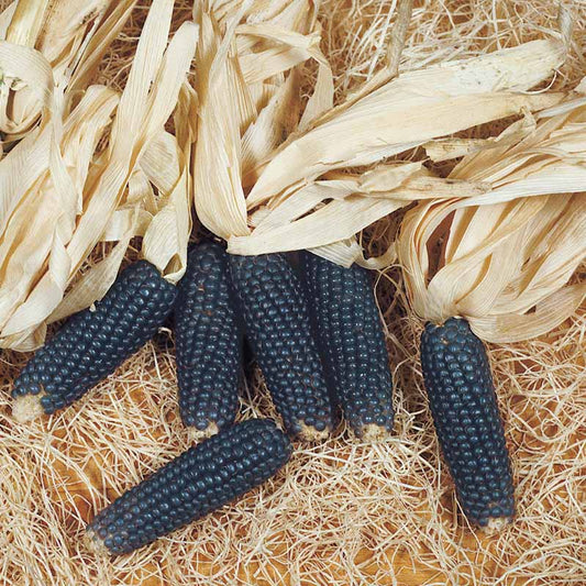 Ornamental Corn Mini Blue Popcorn Seed