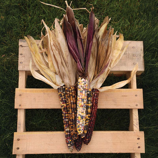Ornamental Corn Fiesta F1 Seed