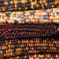 Ornamental Corn Fiesta F1 Seed