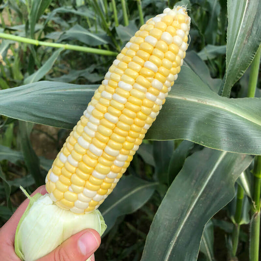 Sweet Corn Sweet Chorus F1 Seed
