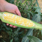 Sweet Corn Sweet Chorus F1 Seed