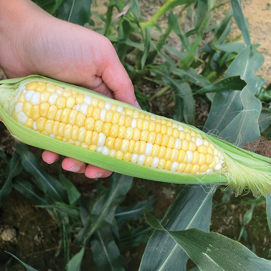 Sweet Corn Sweet Chorus F1 Seed