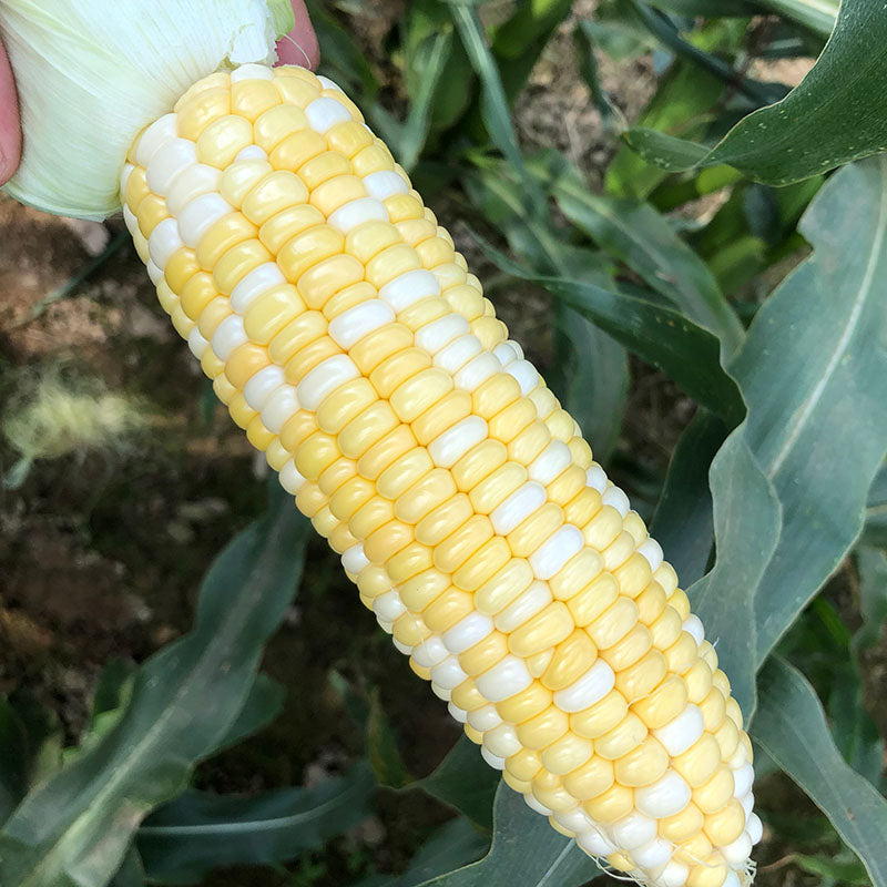 Sweet Corn Sweet Chorus F1 Seed