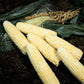 Sweet Corn Sweet Chorus F1 Seed