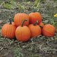 Pumpkin Magic Lantern F1 Seed