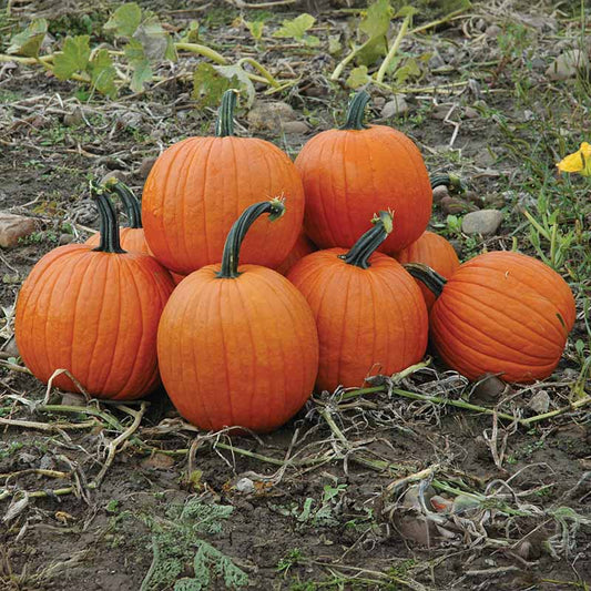 Pumpkin Magic Lantern F1 Seed