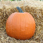 Pumpkin Magic Lantern F1 Seed