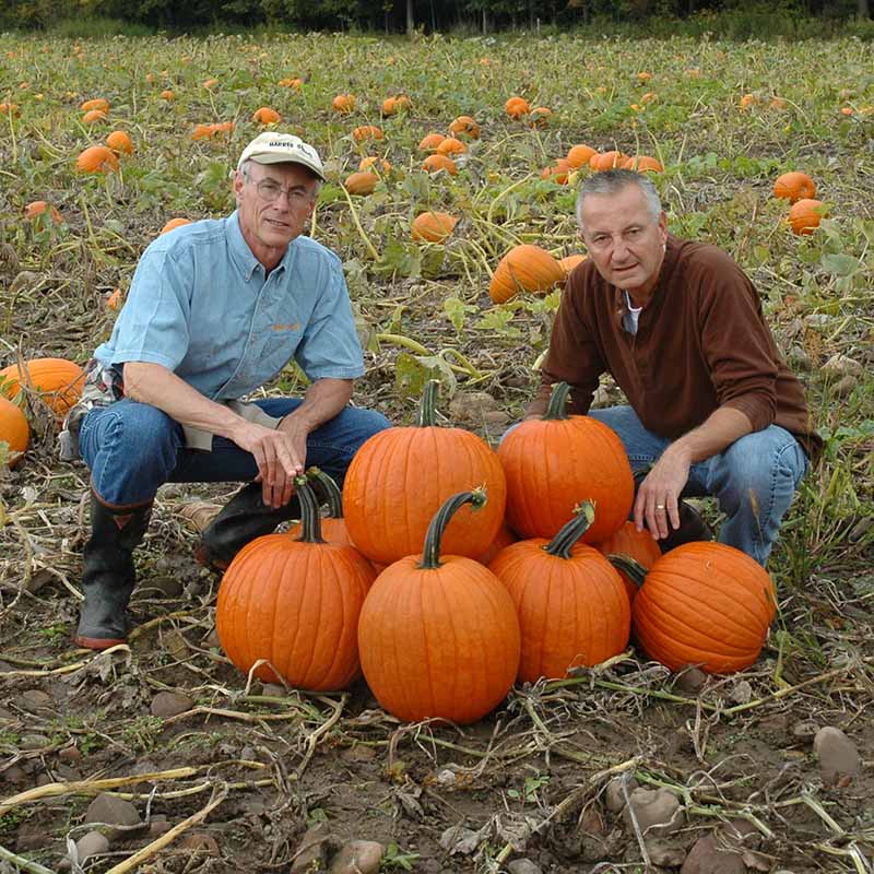 Pumpkin Magic Lantern F1 Seed