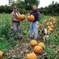 Pumpkin Magic Lantern F1 Seed
