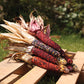 Ornamental Corn Wilda's Pride Seed