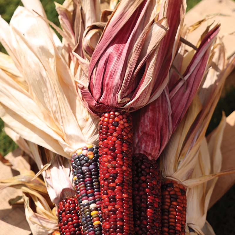 Ornamental Corn Wilda's Pride Seed