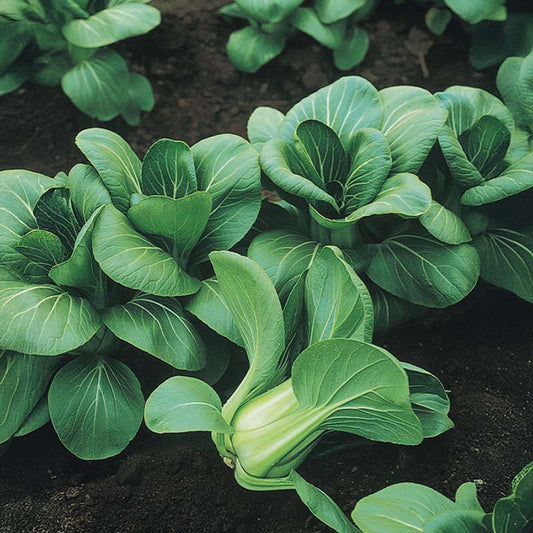 Pak Choi Mei Qing Choi F1 Seed