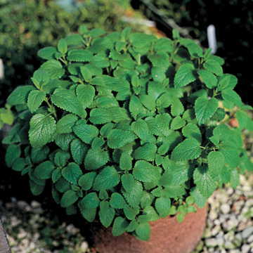 Spearmint Seeds