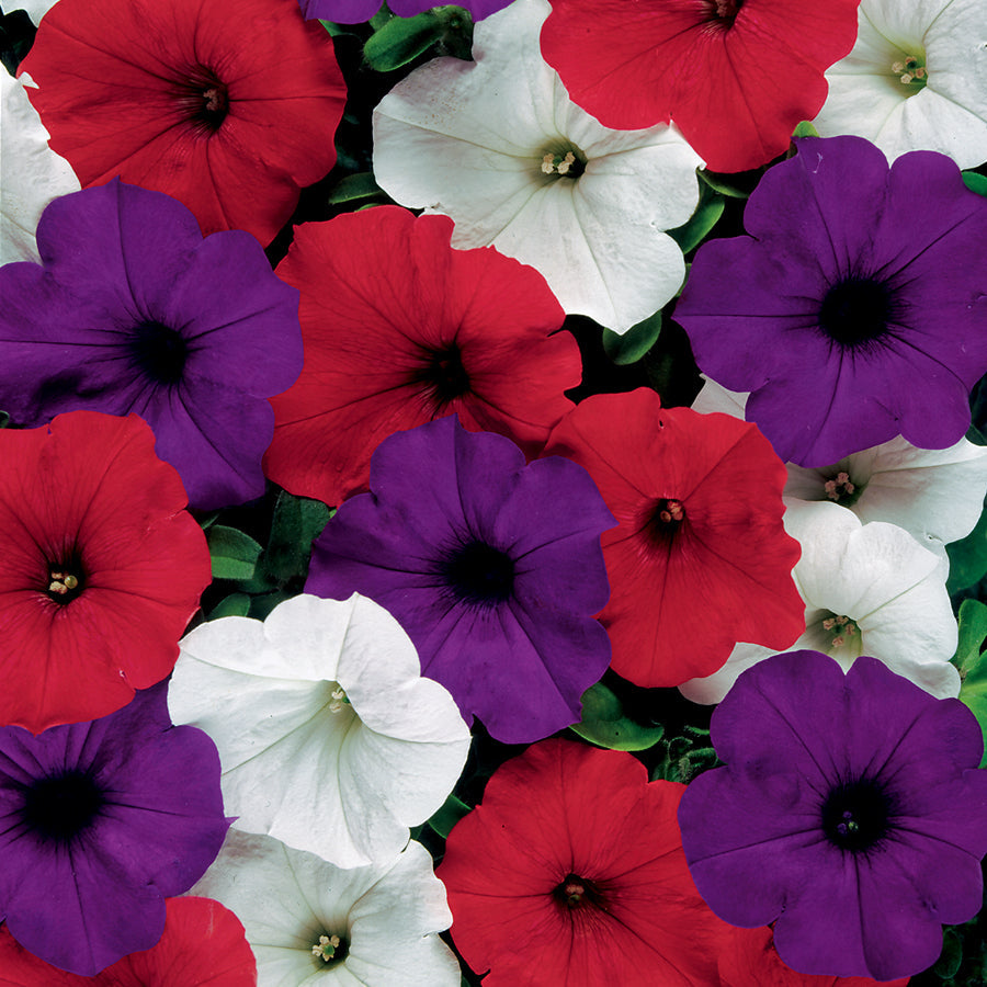 Easy Wave&reg; The Flag Mix Petunia Seeds