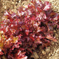 Lettuce Red Salad Bowl Seed