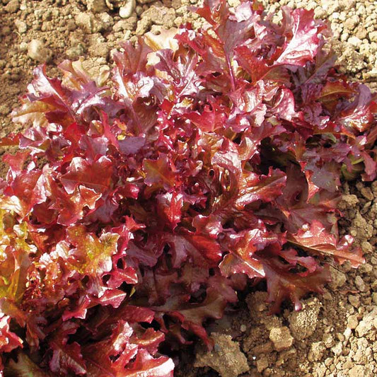 Lettuce Red Salad Bowl Seed
