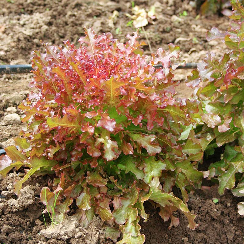 Lettuce Red Salad Bowl Seed
