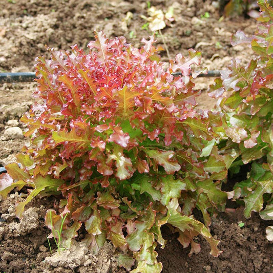 Lettuce Red Salad Bowl Seed