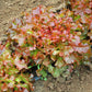 Lettuce Red Salad Bowl Seed